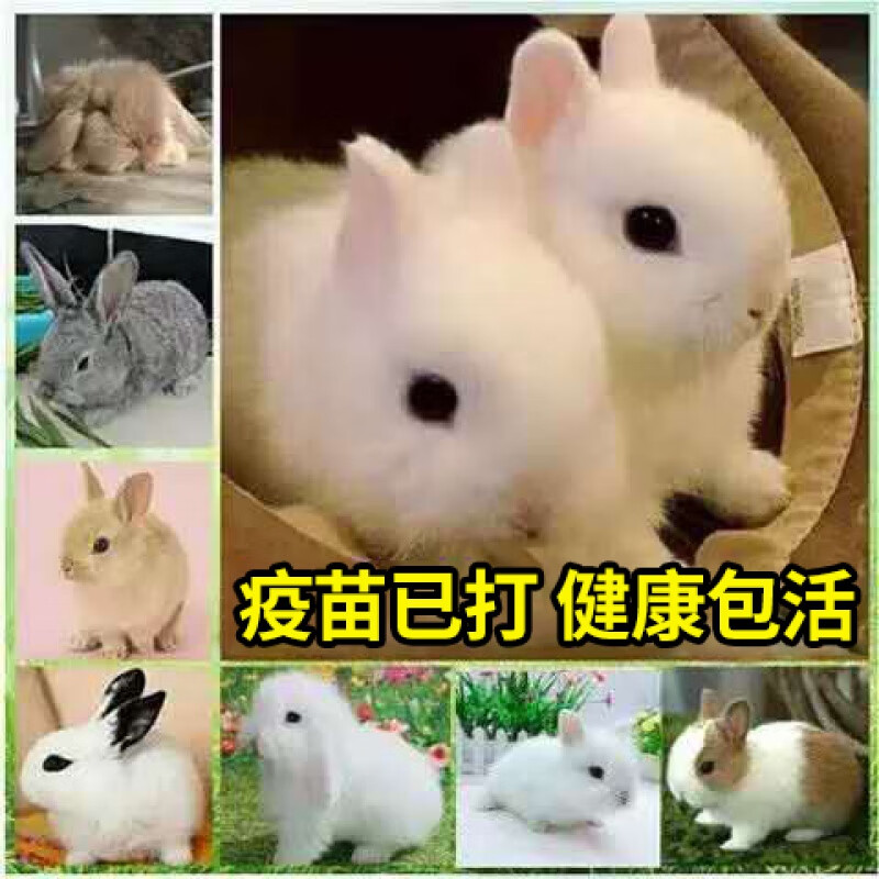 兔子活物宠物家养白兔活体小兔子宠物可爱型兔兔小白兔一只