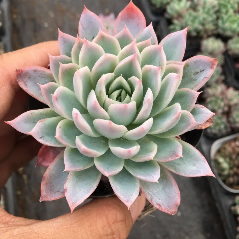 多肉清棚小贵货老桩超大组合一筐一拍植物生石花种子盆栽 紫罗兰女王