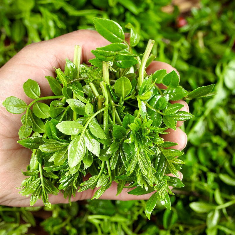 味小仙 新鲜花椒芽菜 花椒叶嫩芽山野菜农家生鲜蔬菜 新鲜花椒芽 500g