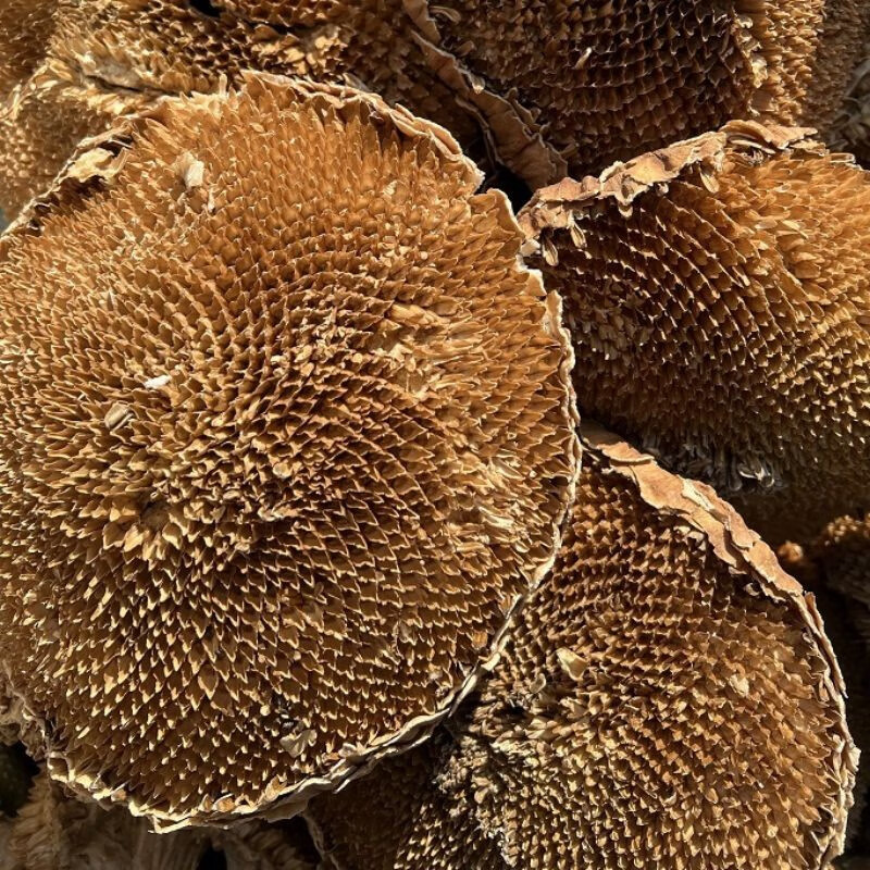 源荘华葵花盘向日葵花盘整个向日葵饼葵花干可磨粉 向日葵盘500g