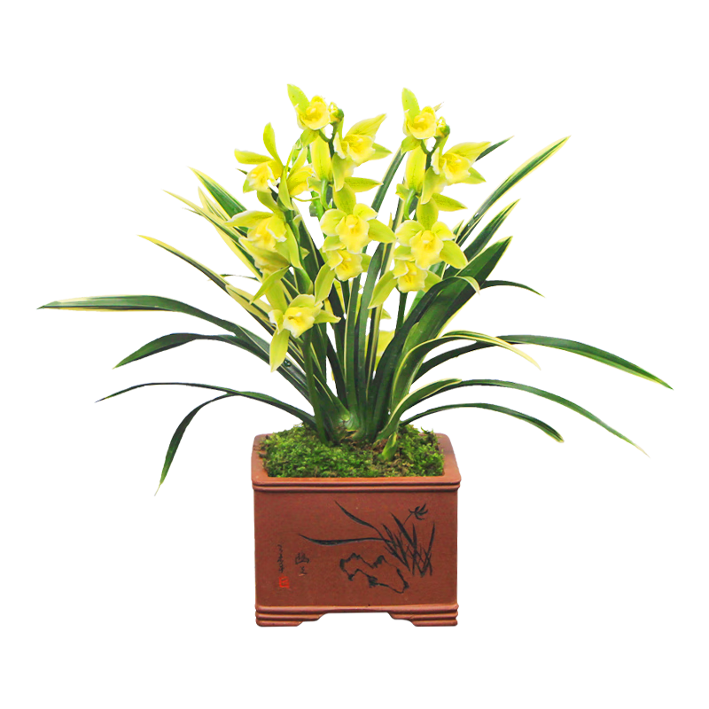金边兰花浓香型蕙兰金凤冠四季花卉植物盆栽,价格走势与销量趋势一网打尽!