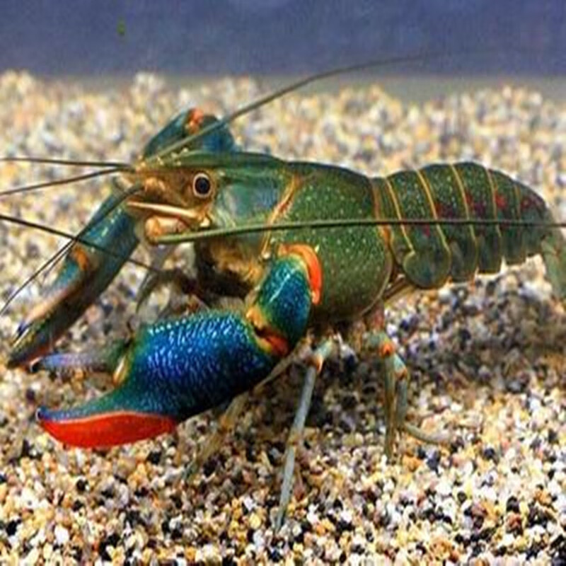 澳洲淡水小龙虾观赏宠物虾大型观赏虾冷水虾天空蓝魔螯虾水虾 澳龙6