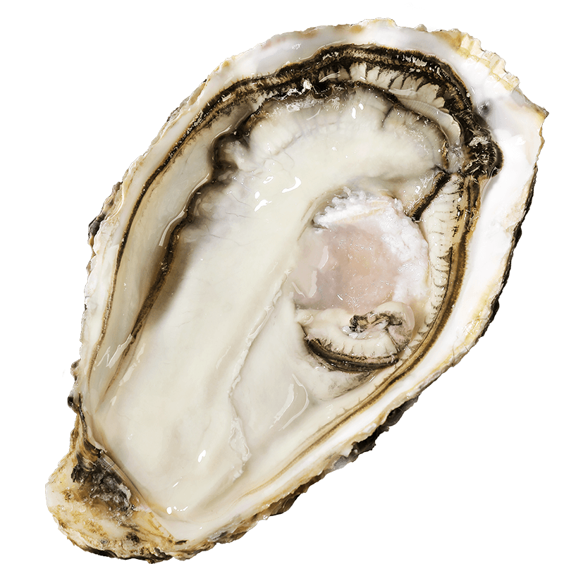 ��˾��������ʻ���ɽ����ʳ��� 2XL*12ֻ ���װ ���ʺ��� Դͷֱ�� 198Ԫ