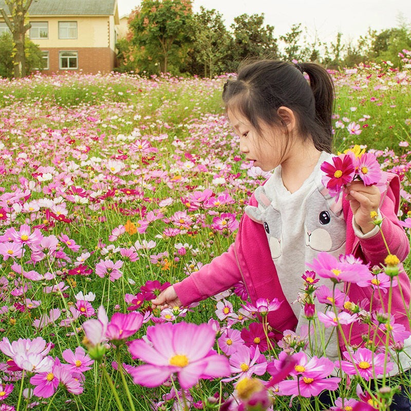 四季种易活波斯菊花草百日草野花组合开花楚风汉韵 格桑花种子1000粒