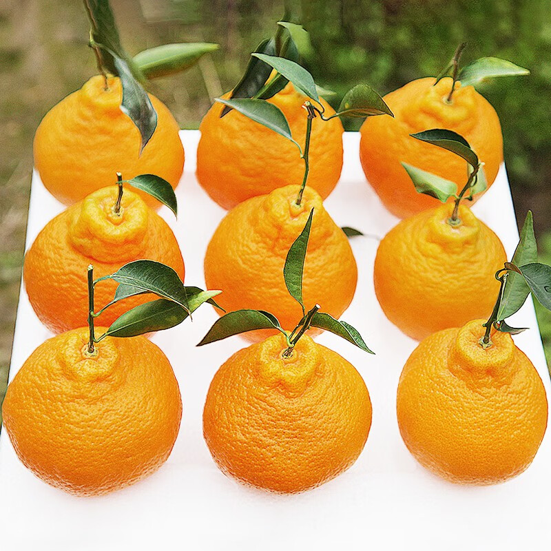 桔橘如何查历史价格|桔橘价格走势图