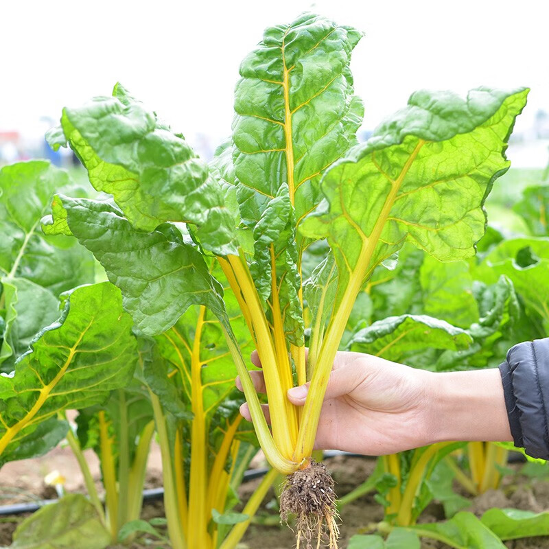 种菜记 金叶甜菜种子叶用红甜菜帕布鲁甜菜根种籽耐热蔬菜 甜菜头种孑