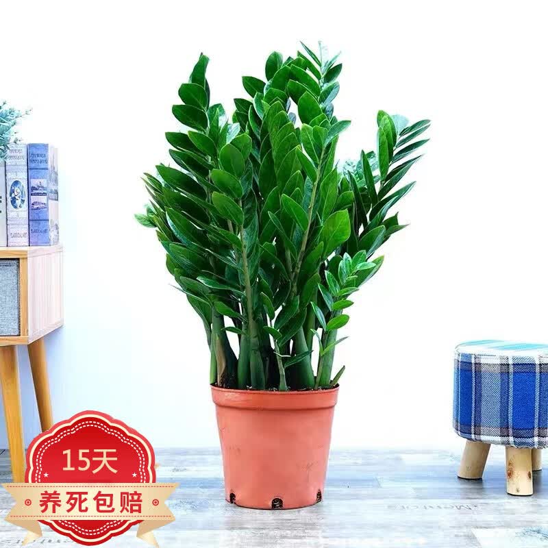泰西丝送货上门金钱树植物盆栽大型绿植盆栽室内大盆景客厅花卉植物金钱树盆栽  金钱树50-60厘米高+培育盆属于什么档次？