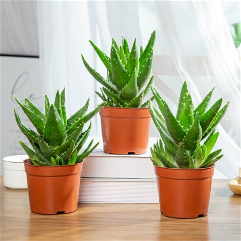 芦荟盆栽室内绿植物办公桌多肉四季好养花卉仙人掌 大号芦荟(3盆简易
