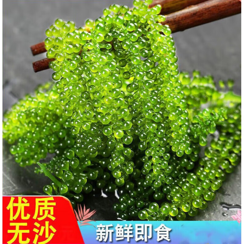 盐渍海葡萄海带海洋蔬菜绿色鱼子酱海藻凉拌菜500g 100g 海葡萄一袋