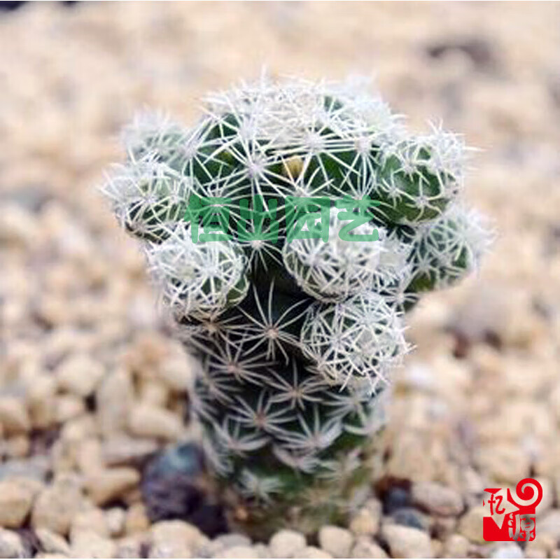 玉多肉植物组合盆栽套餐 仙人球办公室内可爱开花小绿 荧光绿_1棵白鸟