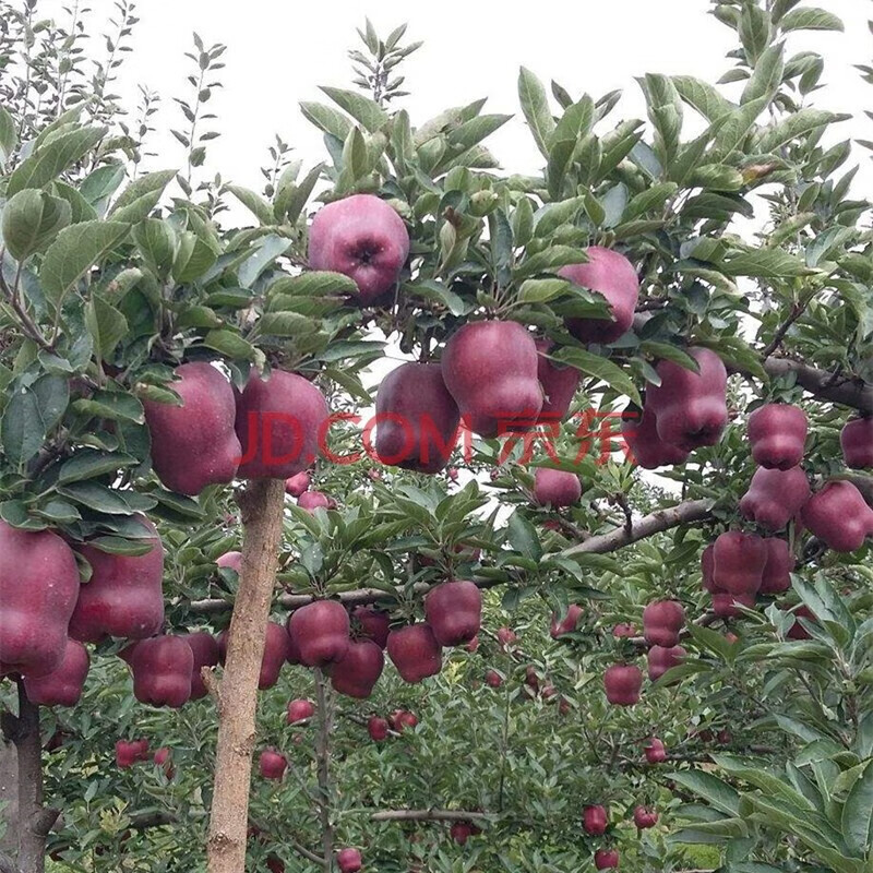 嫁接苹果苗 冰糖心苹果树苗庭院种植盆栽苹果苗当年结果 红蛇果4年苗