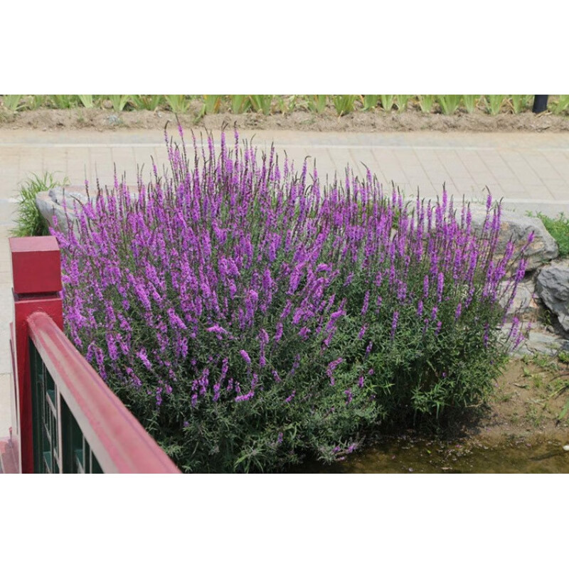 水培水生植物千屈菜种子多年生春播水柳对叶莲河岸景观花卉花种籽鑫意