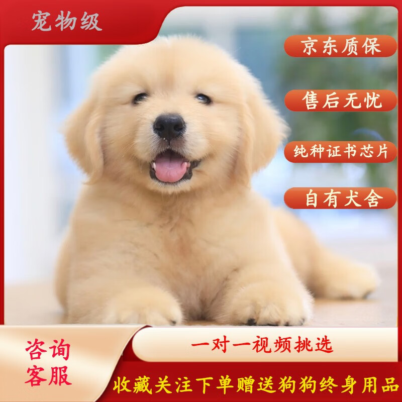 纯种金毛幼犬巡回猎犬狗狗活体护卫犬宠物狗活体幼崽颜色可选 宠物级