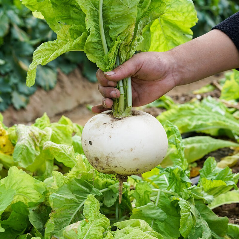 种菜记 圆白萝卜种子水晶晶萝卜种籽秋季四季特大糖晶白皮冰糖耐寒