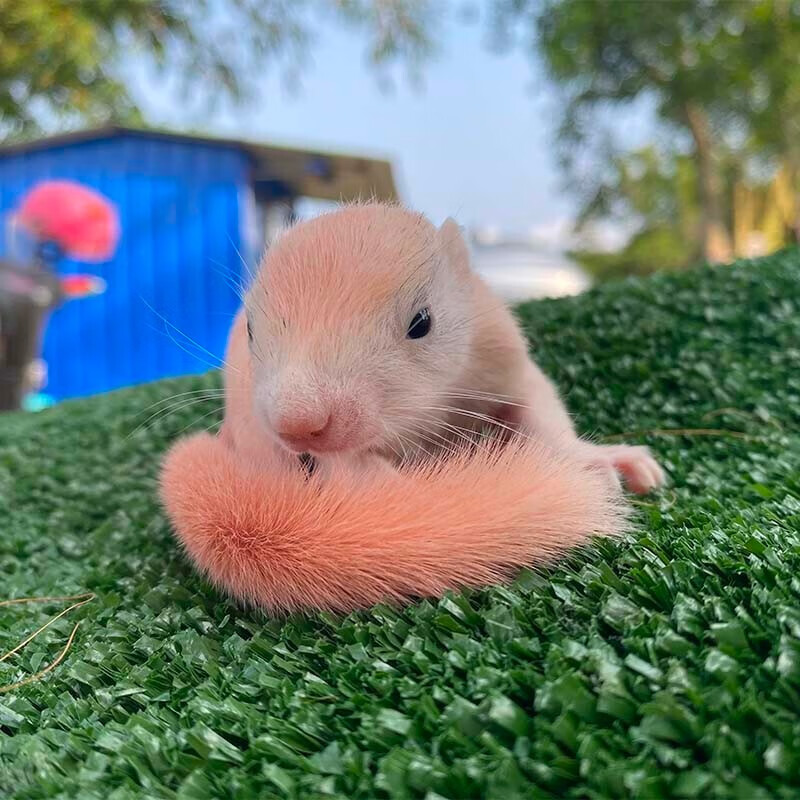 正规养殖小宠物红肚子松鼠幼崽亲人小宠物温顺听话可爱宿舍家庭 白化