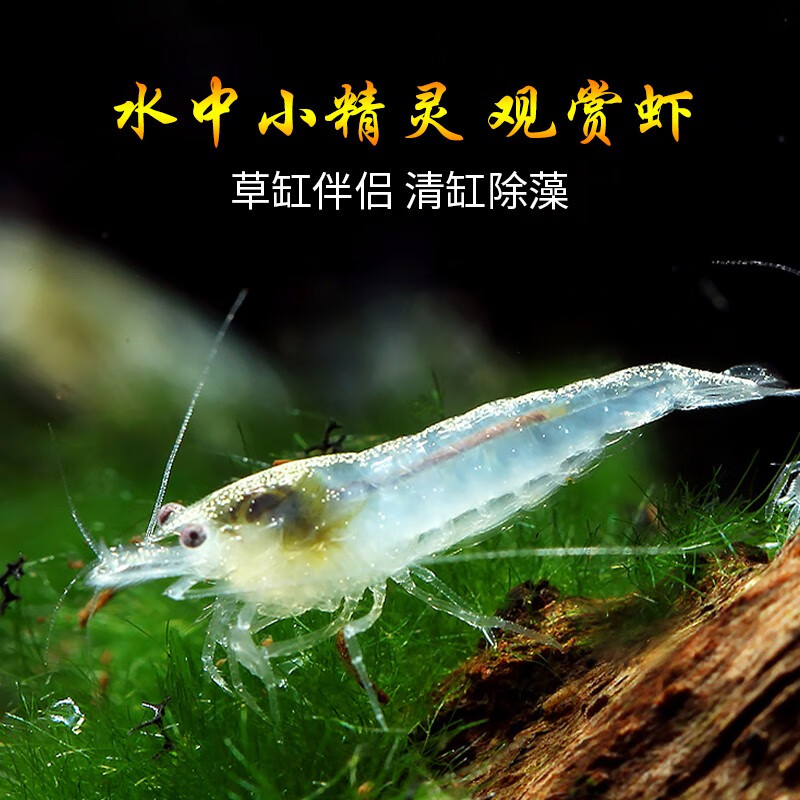 卡奇鱼 观赏虾 活体淡水 米虾 工具清洁虾 宠物虾 黑壳虾除丝藻褐藻