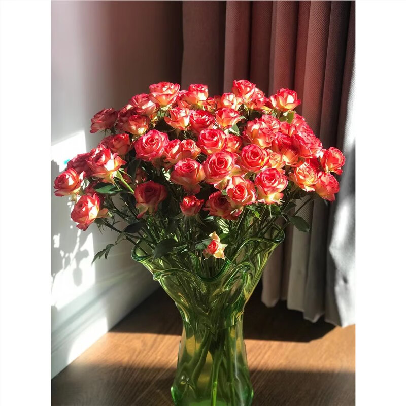 花苗伊芙芳香喷泉月季苗阳台盆栽花园植物玫瑰花卉 爱丽丝多头泡泡 不