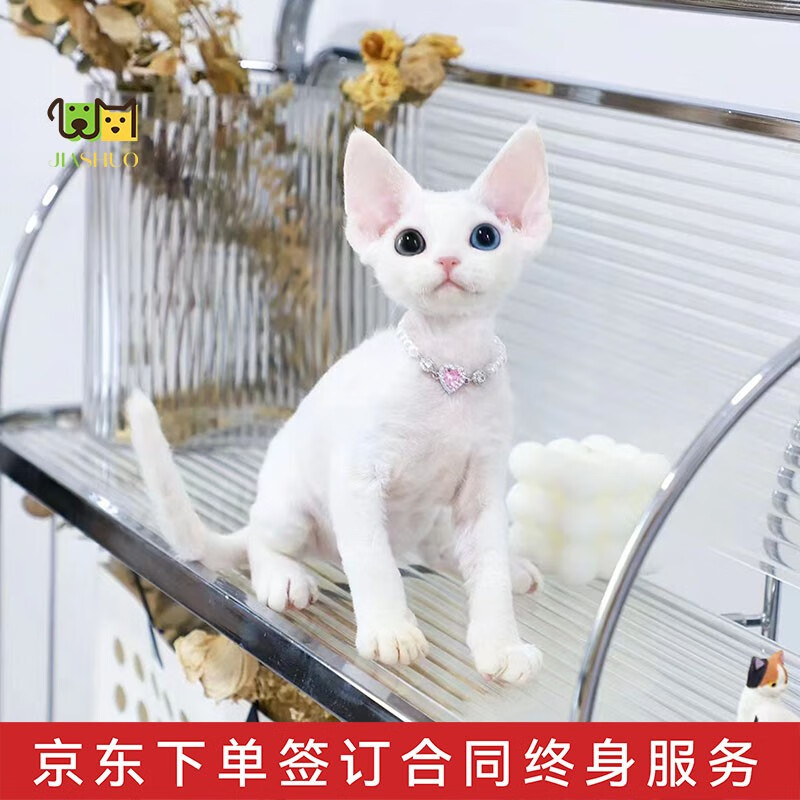 佳朔 德文卷毛猫幼猫帝王猫活体宠物猫纯黑德文纯白虎斑短毛猫德文猫 宠物级 德文卷毛猫纯色高性价比高么？