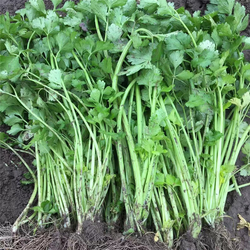 湖北新鲜芹菜小香芹菜鲜嫩露天时令蔬菜水芹菜1500g