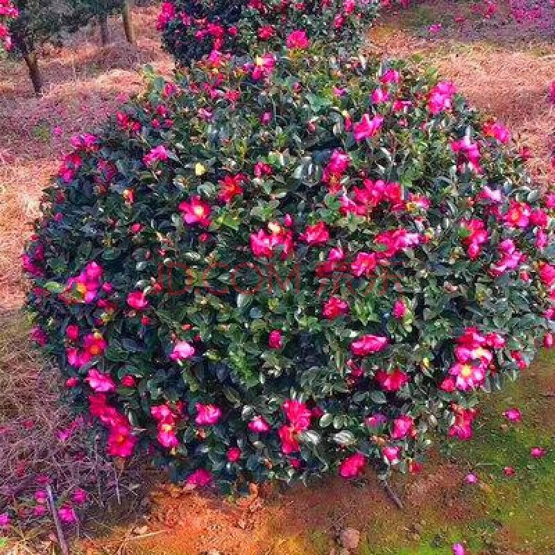茶梅花苗树苗茶梅球茶花盆栽盆景冬茶梅带花苞庭院 茶梅球【冠幅40