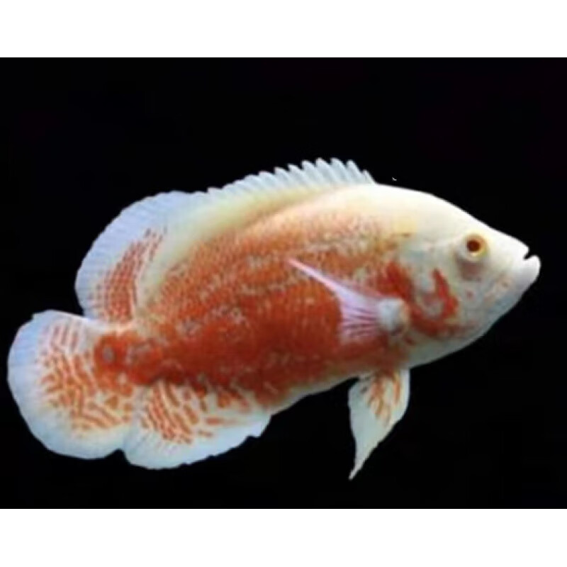 姬卉黑白地图鱼猪仔奥图血麒麟风水鱼中大型淡水热带观赏鱼活体 黑白