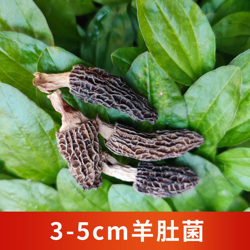 羊肚菌干货食用云南特级半野生菌羊肚菇羊蘑菇 3-5cm 精选100g