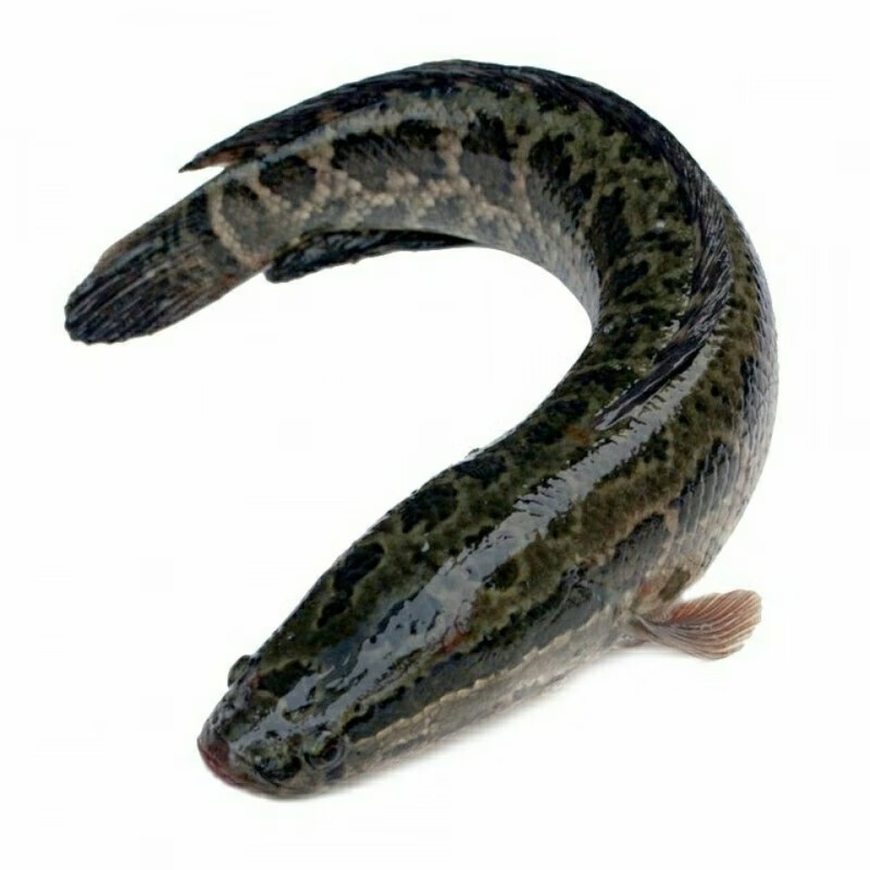 姚鲜品旗舰店 新鲜黑鱼乌鱼蛇头鱼活体现杀真空营养高蛋白 生鲜水产