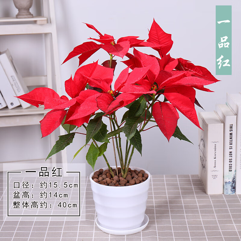 花会馆一品红盆栽 花卉 办公室内植物盆栽 绿植 一品红 红色带花发货