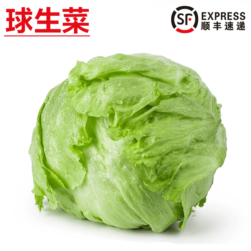 旷古农业【顺丰】新鲜球生菜 西生菜沙拉菜 汉堡用西餐新鲜蔬菜 500g