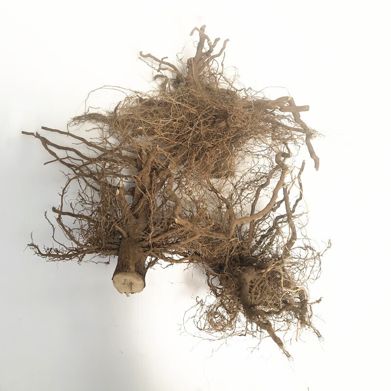 虎钢馋向日葵根油葵根葵花根太阳花根须根根头须子干无硫中材1斤500g