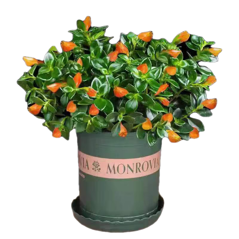 ѽ㻨ļֲ̨ͺֲﳬ ɫ ԭ1 12.8Ԫ