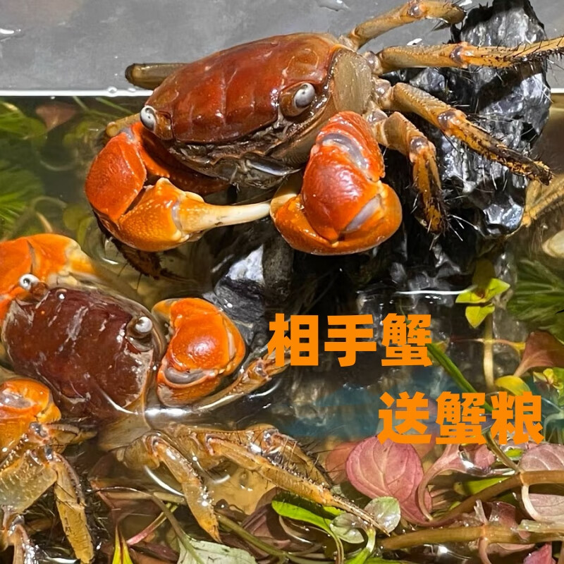 相手蟹观赏蟹活体桌面爬宠相守淡水螃蟹学生礼物水族宠物蟹易养 相手