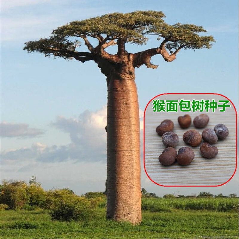 素蜜猴面包树种子非洲瓶子树 行道树苗种子观赏树盆栽种子行道树木 猴