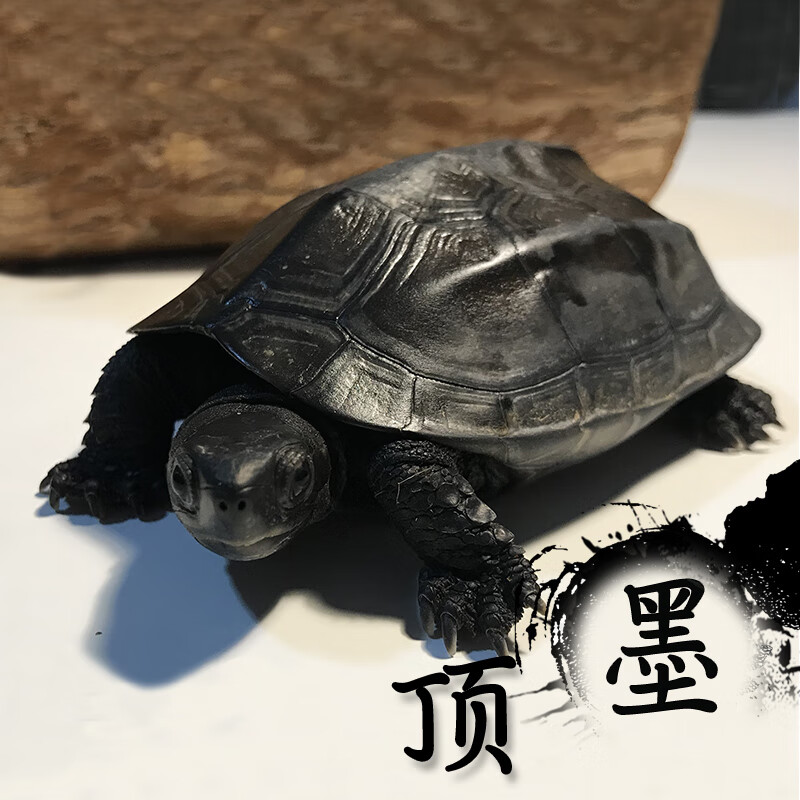 萌萌哒外塘顶墨极墨墨龟纯种公母一对长寿龟全黑碳