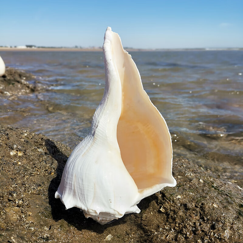 螺贝壳摆件背景墙家居装饰原生缸造景听海声音礼物标本收藏 左旋螺