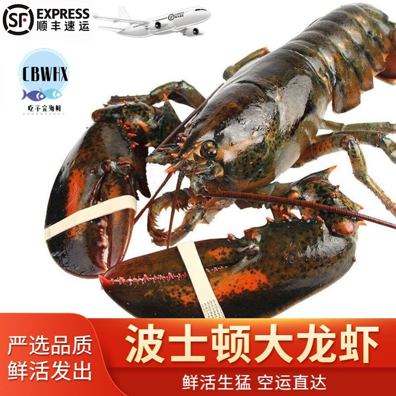 怎么查看虾类历史价格|虾类价格比较