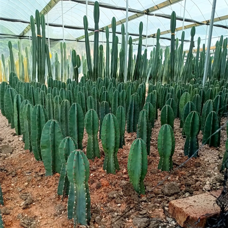 君吻室内仙人柱 量天尺 仙人掌盆栽花卉龙骨盆栽植物 擎天柱 仙人尺