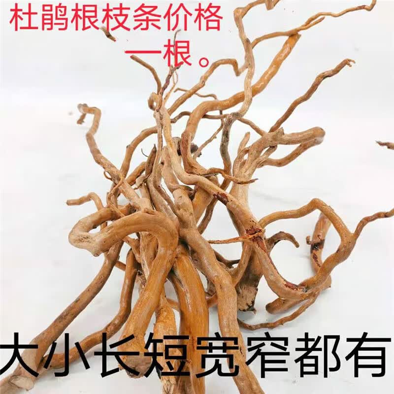 虹弦见杜鹃根枝条  水草 沉木 须根细枝南美缸树枝微景观造景藤条龙须