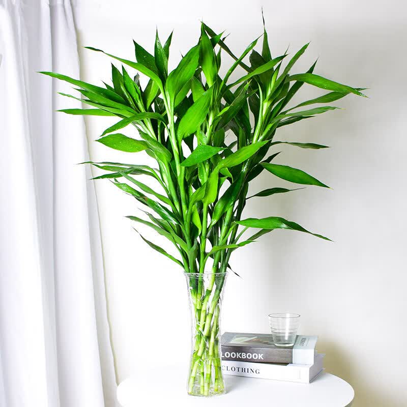 水培植物转运竹水养客厅绿植室内花竹子盆栽植物 85cm大叶富贵竹10棵