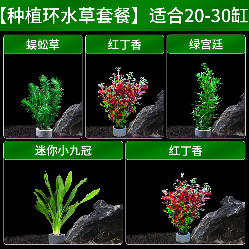 CRAZY PLANT水草套餐活体鱼缸造景摆件蜈蚣草装饰阴性水榕莫斯懒人真水草植物 【种植环水草套餐】适合20-30缸怎么样,好用不?