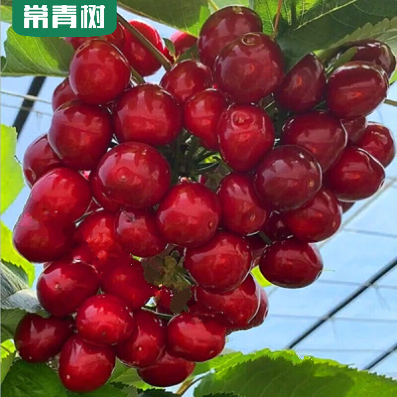 正宗嫁接樱桃南方北方种植果地栽盆栽当年结果大樱桃 【拉宾斯5年苗】