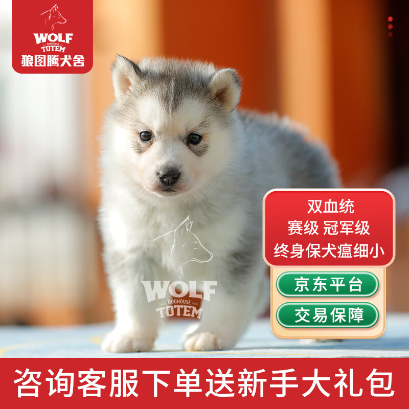 京狼图腾赛级冠军级双血统纯种哈士奇西伯利亚雪橇犬哈士奇幼犬中型犬