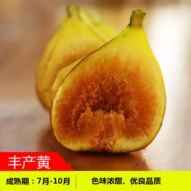 无花果树苗 特大波姬红庭院阳台盆栽地栽果树苗南方北方种植 丰产黄5