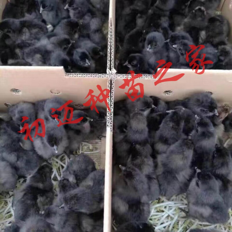土鸡苗幼苗批发小鸡苗大种九斤红产蛋王五黑鸡苗绿壳蛋鸡麻鸡活鸡活体