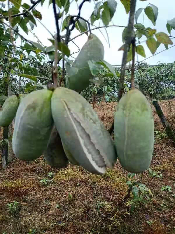 八月瓜 果树苗当年结果野生八月瓜苗四季种植南方八月炸树苗 青色 2年