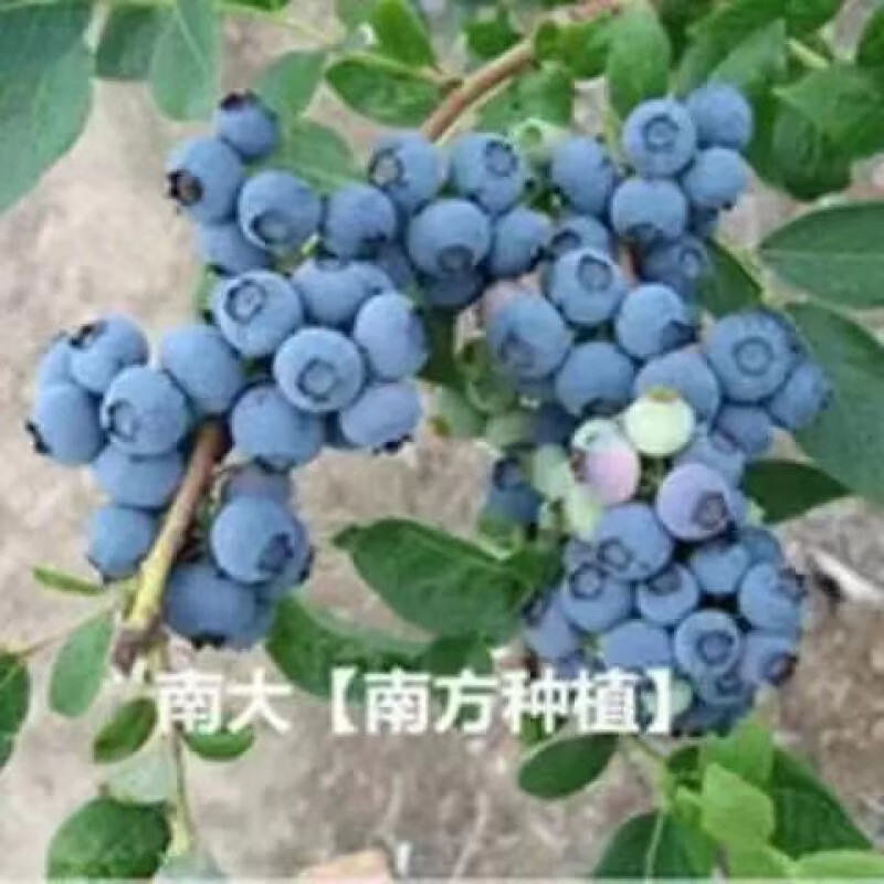 蓝莓种子蓝莓树苗种子阳台盆栽果园庭院蓝梅树果树苗种子各种品种 南大蓝莓种子(+肥) 52粒