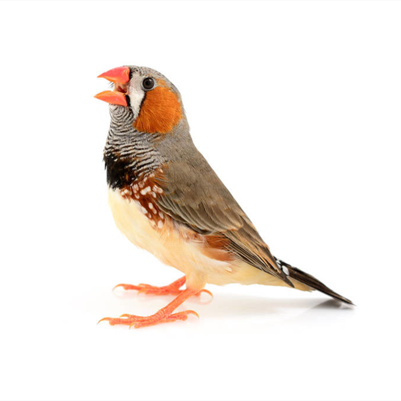 蝶贡珍珠鸟活体 鸟宠物鸟小珍珠鸟活物幼鸟幼崽观赏小鸟活体可爱萌宠