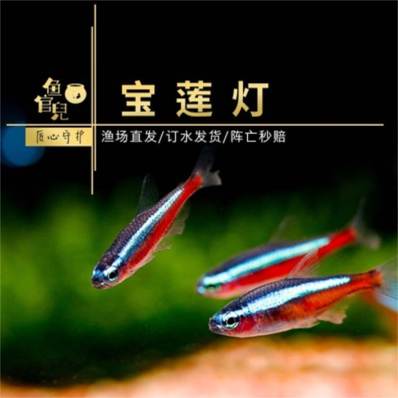 6-2cm宝莲灯25条 送5条防损