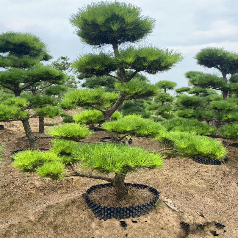 公园庭院四季常青绿化苗大树苗小苗迎客松绿化工程园林 直径18公分粗