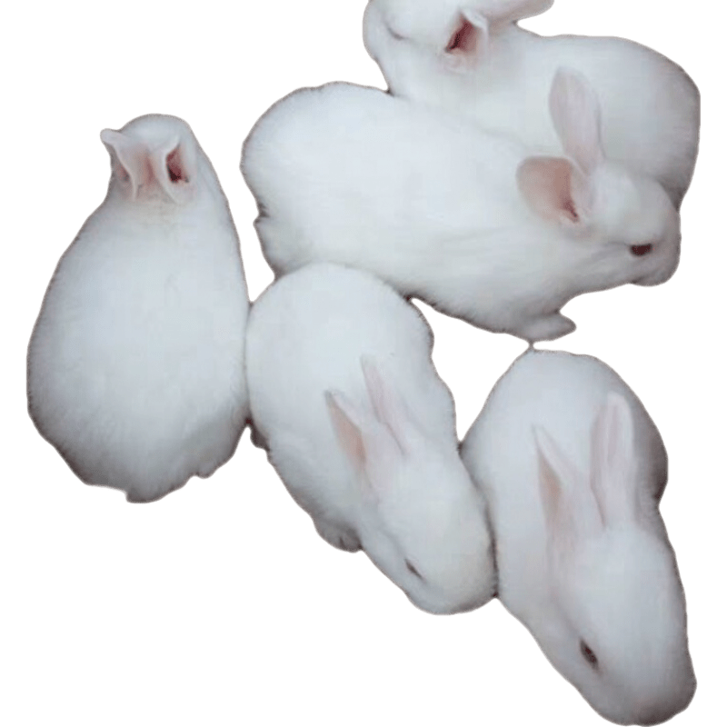 活兔子兔子幼崽家养兔宠物兔肉兔小白兔健康好养活繁殖力强 新西兰白兔 一公两母   3只